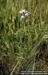 Photo: Achillea ptarmica 2.
