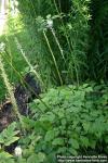 Photo: Cimicifuga racemosa 8.