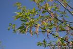 Photo: Acer negundo 3.