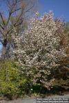 Photo: Amelanchier laevis 2.