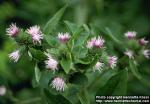 Photo: Arctium minus 1.