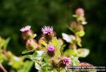 Photo: Arctium minus.