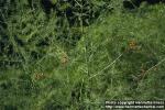 Photo: Asparagus officinalis 1.