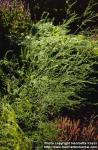 Photo: Asparagus officinalis 5.