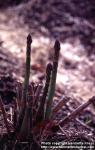 Photo: Asparagus officinalis 9.