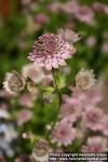 Photo: Astrantia major 6.
