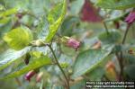 Photo: Atropa belladonna 5.
