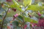 Photo: Atropa belladonna 6.