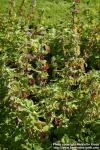 Photo: Ballota nigra 6.