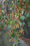 Photo: Betula pendula 6.