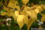 Photo: Betula ermanii.