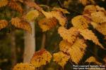 Photo: Betula ermanii 5.