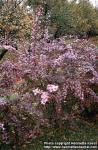 Photo: Berberis vulgaris 7.
