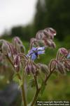 Photo: Borago officinalis 6.