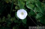 Photo: Calystegia sepium 1.