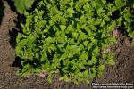 Photo: Calamintha grandiflora 4.