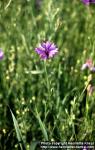 Photo: Centaurea cyanus 4.