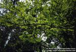 Photo: Cercidiphyllum japonicum.