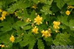 Photo: Chelidonium majus 7.