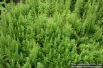 Photo: Chenopodium ambrosioides 6.
