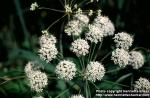 Photo: Cicuta virosa 7.