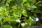 Photo: Cinnamomum camphora 3.