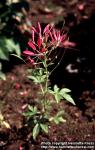Photo: Cleome hassleriana 1.