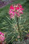 Photo: Cleome hassleriana 2.