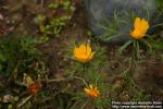 Photo: Cladanthus arabicus 2.