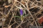 Photo: Crocus vernus 4.