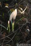 Photo: Crocus vernus 7.