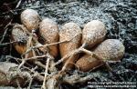 Photo: Cucurbita pepo 4.