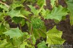 Photo: Datura stramonium 4.