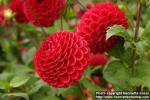 Photo: Dahlia 8.