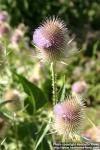 Photo: Dipsacus fullonum 9.