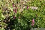 Photo: Dicentra formosa 2.