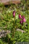 Photo: Dicentra formosa 3.
