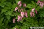 Photo: Dicentra formosa 5.