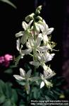 Photo: Dictamnus albus 5.