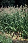 Photo: Dipsacus fullonum 4.