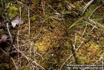 Photo: Drosera rotundifolia 9.