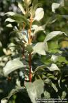 Photo: Elaeagnus commutata 1.