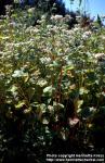 Photo: Fagopyrum esculentum 4.