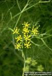 Photo: Foeniculum vulgare 4.