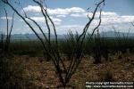 Photo: Fouquieria splendens 5.