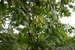 Photo: Fraxinus excelsior 5.
