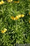 Photo: Fritillaria imperialis 7.