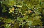 Photo: Frangula alnus.