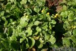 Photo: Geum montanum 0.