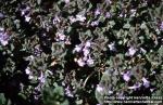 Photo: Glechoma hederacea 1.